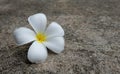 Plumeria flowers on the cement concrete floor.Ã¢â¬â¹ Plumeria flowers placed on the left side of the image.Ã¢â¬â¹ Royalty Free Stock Photo